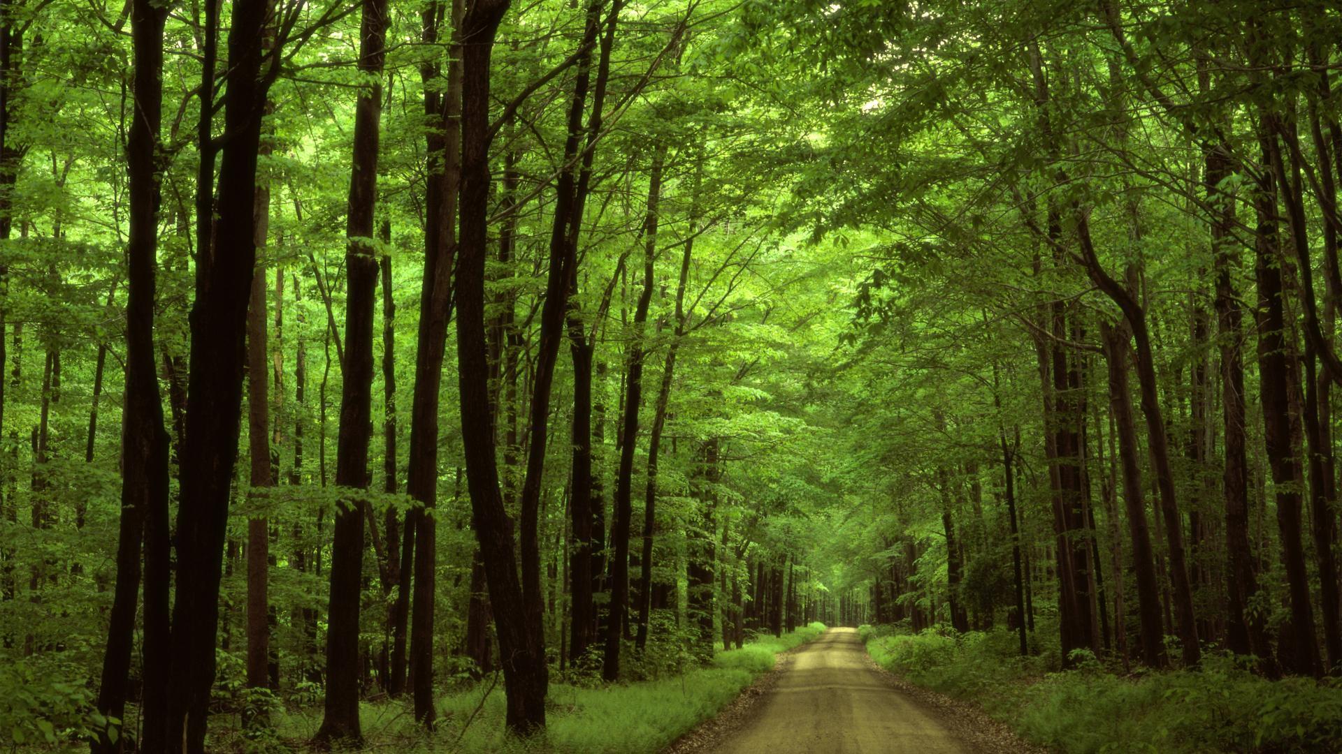 Forest Bathing Private Yoga Instructor Santa Monica Los Angeles